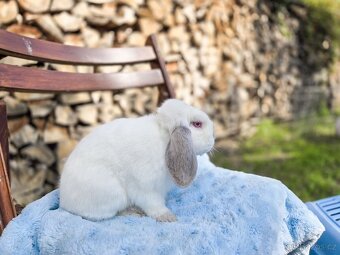 Zakrslí králíčci ihned k odběru - 7