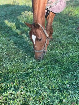 Tříletá charakterní klisna - 7
