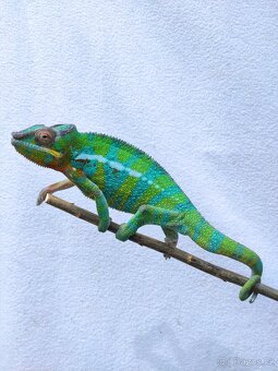 chameleon pardálí, terárium - 7