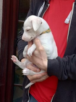 whippet/vipet s PP - 7