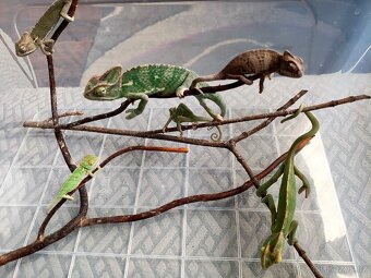 Chameleon jemenský - mláďata - 7