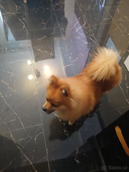 Pomeranian - 7