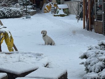 Zlatý retrívr s PP fenka - 7