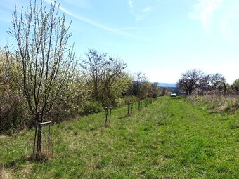 Prodej vinohradu 4114 m², Bzenec - 7