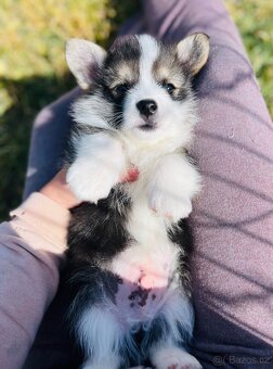 Welsh corgi pembroke s PP (FCI) - 7