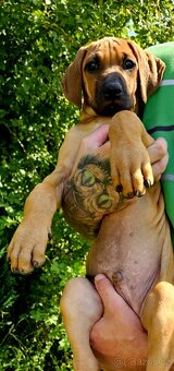Rhodéský ridgeback s PP nestandartni pejsek 🩷 - 7
