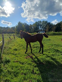 hřebec český teplokrevník - 7