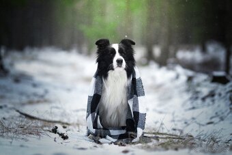 Border kolie s PP, krycí pes - 7