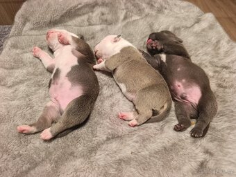 American Bully Standard - 7