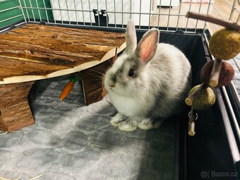 Zakrslý králík - 7