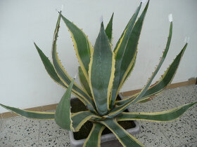 Agave americana - 7