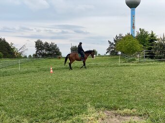 Hledám milující domov pro mou kobylku 🐎 - 7