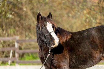 Roční klisna irský cob - 7