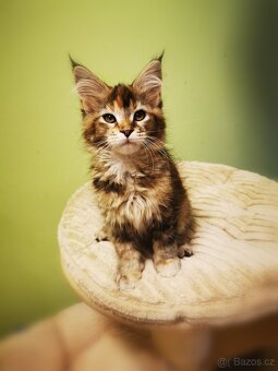 Mainská mývalí s pp - 7