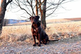 Černý krycí pes Cane Corso - 7