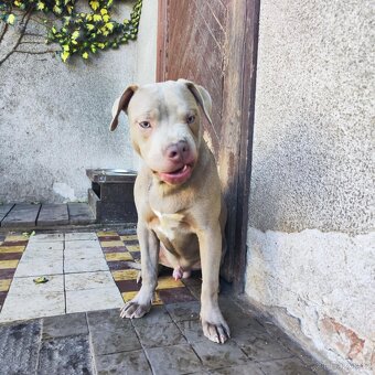 Americký pitbulterier pitbul pitbull silver lilac rare - 7