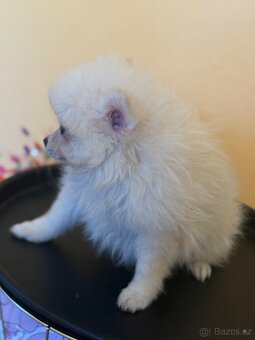 Pomeranian - 7