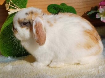 volná samička - minilop - 7