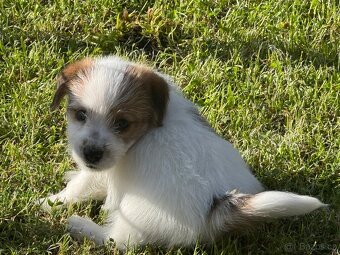 Jack Russell teriér s PP - 7