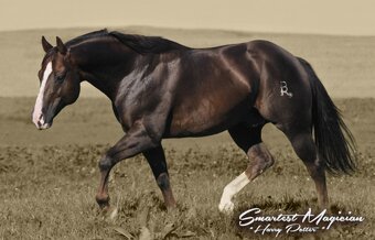 AQH sorrel klisna k rezervaci - 7