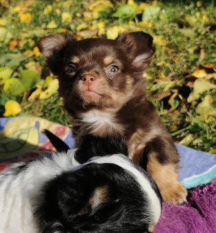 Čivava dlouhosrstá - 7