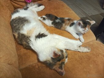 Mainská mývalí - 7