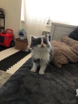 Britský dlouhosrstý kocourek+ výbava ( britská) - 7