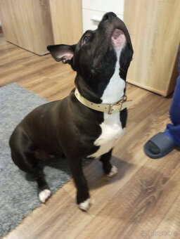 American Bully XL - 7