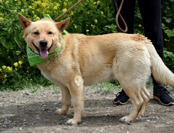 ZIPPY K ADOPCI - 5 LET, VESELÝ, ODDANÝ,ZVĚDAVÝ - 7