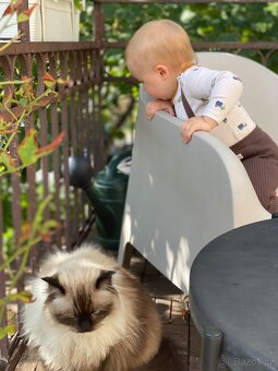 Pětiletá kočička ragdoll s PP hledá akutně nový domov - 7