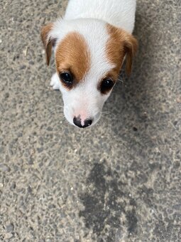 Jack russell teriér - 7