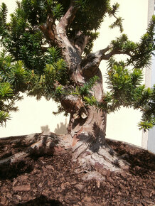 Bonsaj - Tis červený, Taxus baccata - 7