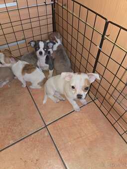 ČIVAVA KRÁTKOSRSTÁ FENEČKY - 7