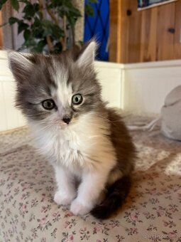 Britská koťátka - 7