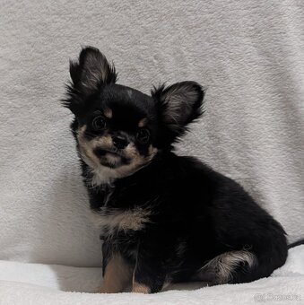 Čivava dlouhosrstá s PP- pejsci - 7