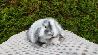 Zakrslý beránek, králíček, králík - MARIUS - 7