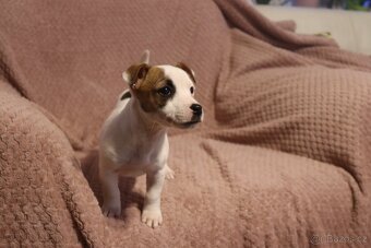 Jack Russell teriér - 7