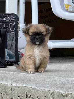 Trpaslíči Pekinézer - 7