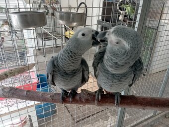 Žako Kongo ručně dokrmení již k odběru Brno - 7