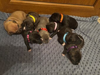 Americký stafordsirsky terier, Stafford, amstaf - 7