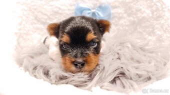 Yorkshire Terrier Biewer,Biro a Black and tan - 7