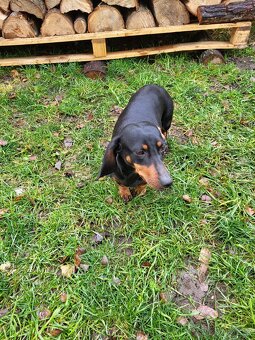 Jezevčík standard hladkosrstý fena - 7