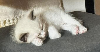 Prodám koťátka Ragdoll - 7