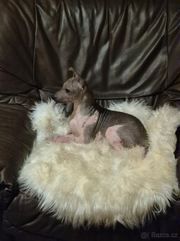 Americký bezsrstý teriér s PP. - 7