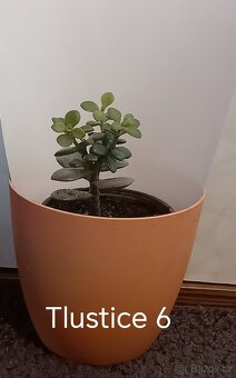 Tlustice a mýdlová aloe - 7