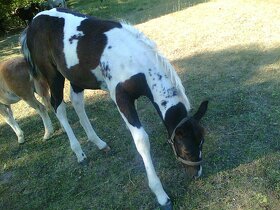 Prodám více koní - 7