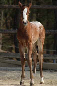 Appaloosa filly Arlina - 7