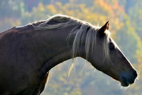 Připouštění Welsh cob - D - 7
