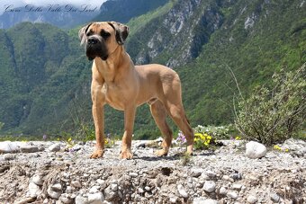Cane Corso štěňata s FCI PP - 7