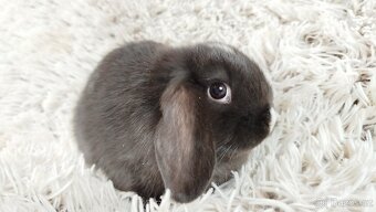 Zakrslý beránek, králíček,králík - DENIS - 7